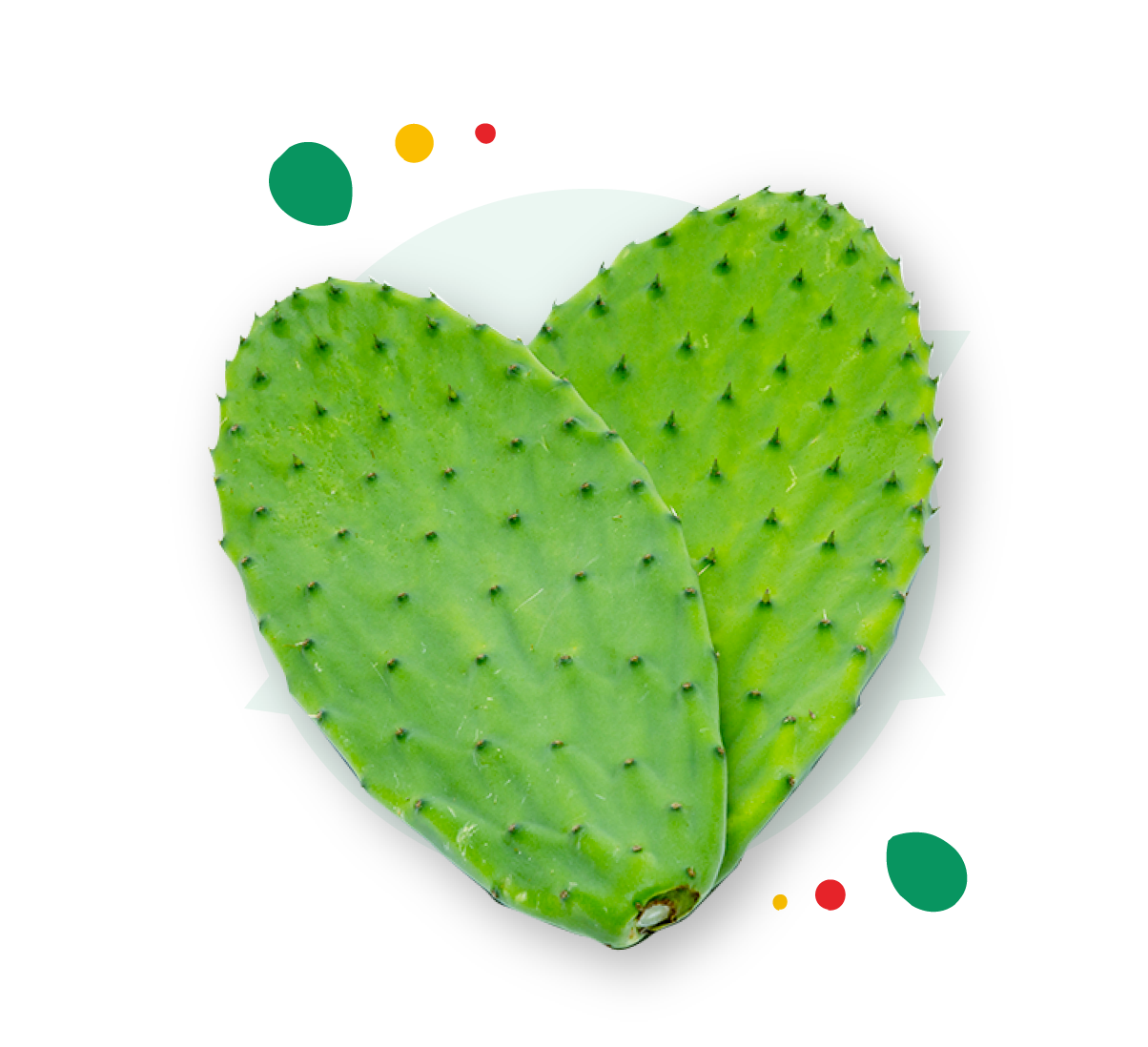 太陽の葉 食用サボテン フレッシュリーフ