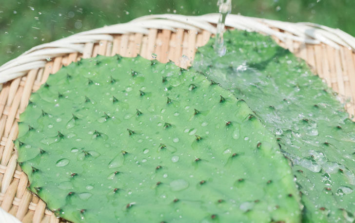 食べるサボテン 太陽の葉 収穫
