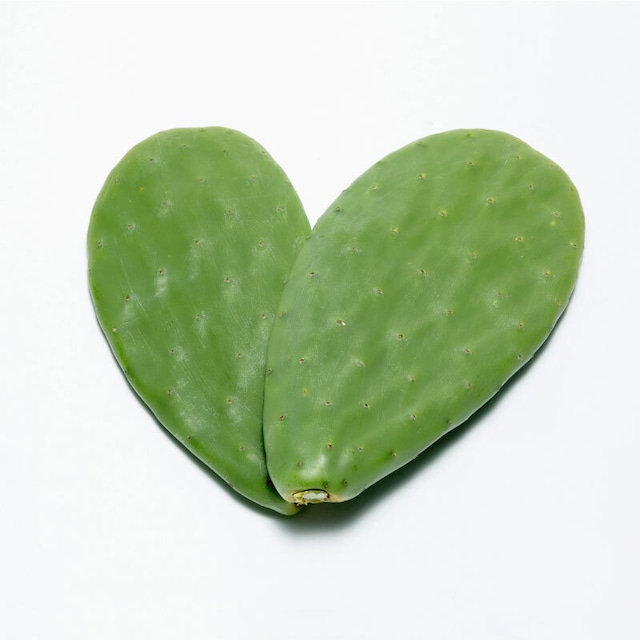 食べるサボテン 太陽の葉 フレッシュリーフ